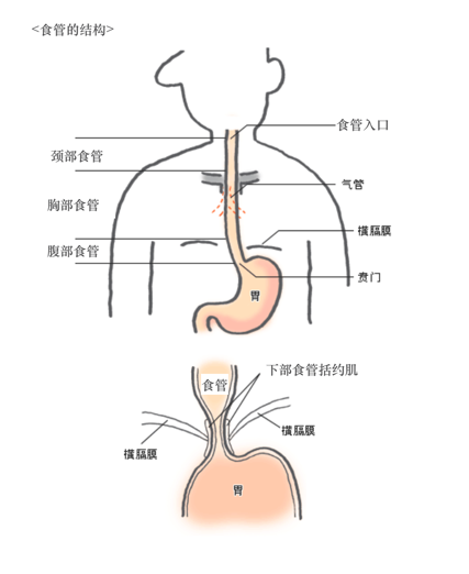 气管食管位置图图片
